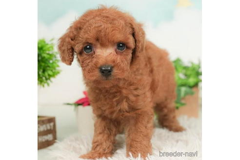 成約済の千葉県のトイプードル-210417の3枚目